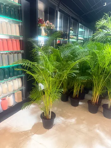 Indoor Areca Palm Plants with delivery and we all kinds of plants available all the time