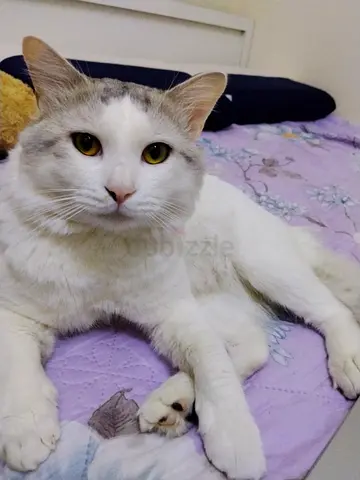 Friendly white-and-gray cat available for rehoming