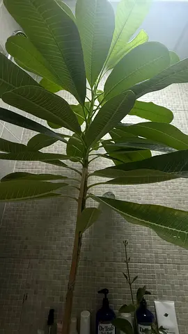 Tall Indoor Plumeria / Frangipani Plant - Healthy, Ready for Potting