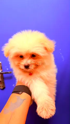 Cute Fluffy Puppy - Small Breed, Ready for Adoption