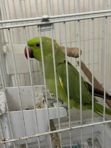 Talking Male Green neck parrot