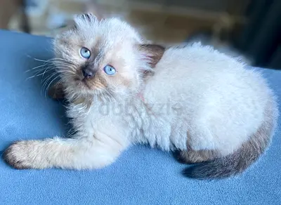 Ragdoll seal point kittens