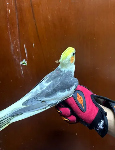 Cockatiel pair - Friendly and Healthy