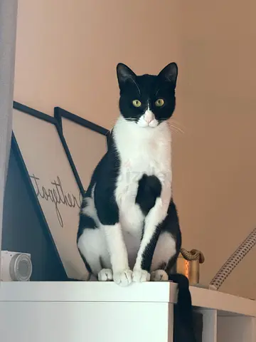 Tuxedo cat for adoption | 1yr old