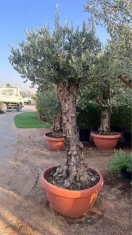 Live Mature Potted Olive Tree (Large Trunk) - Ready for Garden or Patio