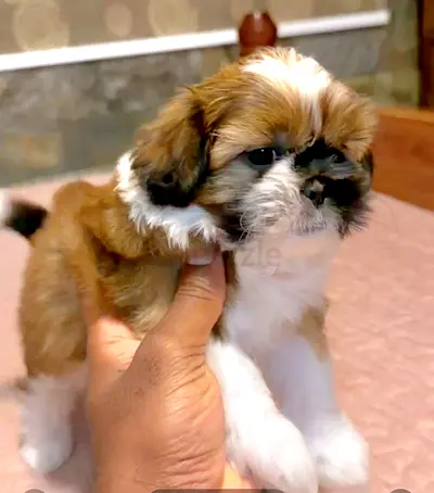 FEMALE little GIRL 3 months old Shihtzu puppies cute MINI Puppy dog