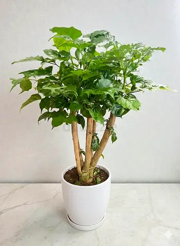 Live Polyscias Indoor Plant in Ceramic Pot for Home Decor