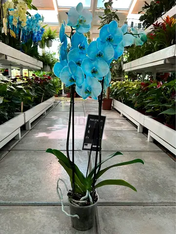 Live Blue Phalaenopsis Orchid in Pot - Indoor Plant - 2 Stems