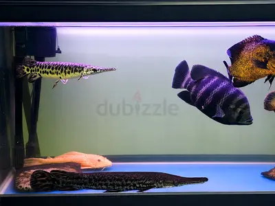 2 Gar 1 Tiger Fish for Adoption