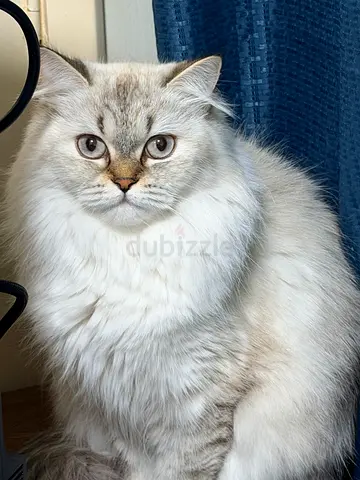 Friendly long-haired female cat looking for a new home
