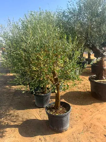 Live Potted Olive Tree (Mature, Single-Trunk) - Ready to Plant