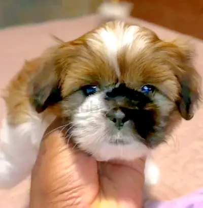 FEMALE Gorgeous GIRL 2 months old Shihtzu puppies cute MINI Puppy dog