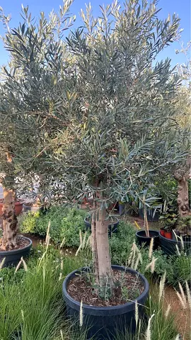 Live Mature Olive Tree in Large Pot - Ready for Garden or Patio