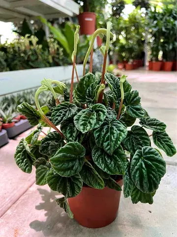 Live Peperomia caperata (Ripple Peperomia) potted houseplant - healthy, compact