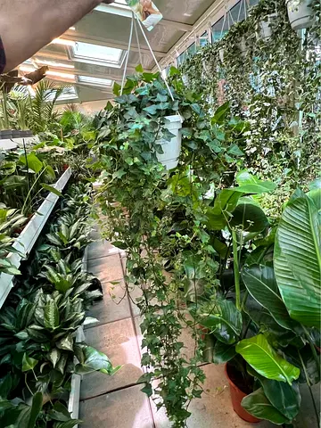 Live Hedera Helix - English Ivy - Indoor Plant - in Hanging pot