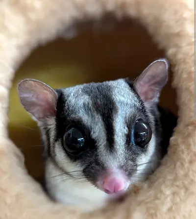 Pet For adoption