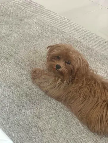 Small brown fluffy dog - friendly companion ready for adoption