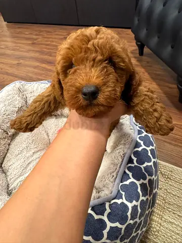 Red Toy Poodle / Doodle Puppy - Friendly 8-week-old