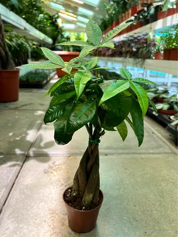 Live Braided Money Tree (Pachira aquatica) - Healthy 30cm Indoor Plant in Pot