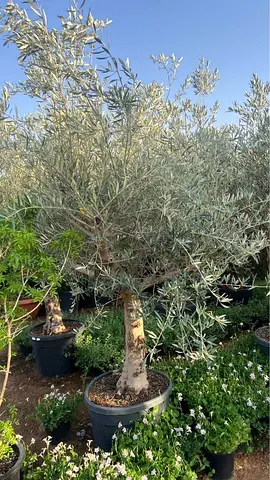 Live Mature Potted Olive Tree (Ready for Garden or Patio) - Thick Trunk