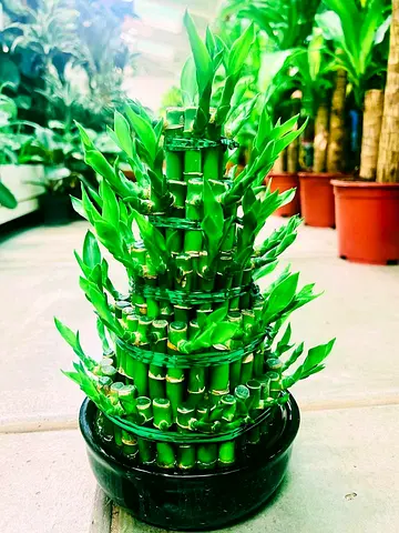Live Tiered Lucky Bamboo Plant in Black Pot - Live Indoor Plant