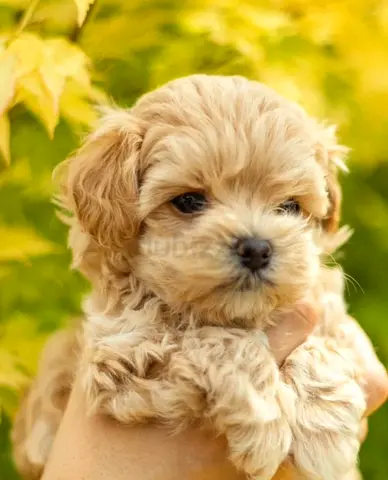 Cute puppy
