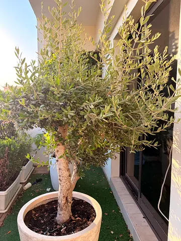 Potted olive tree in large outdoor planter - healthy mature plant