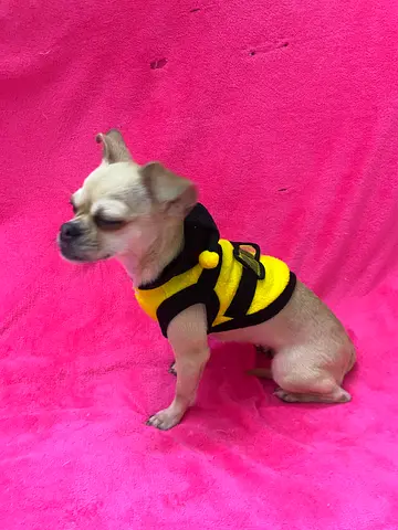 Chuhuahua dogs