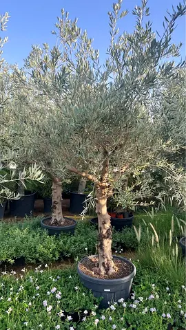Potted Mature Olive Tree (Ready to Plant) - Healthy Trunk and Foliage