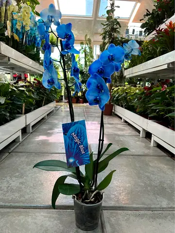 Live Blue Phalaenopsis Orchid (Magic Blue) - Potted, Healthy Blooming Plant