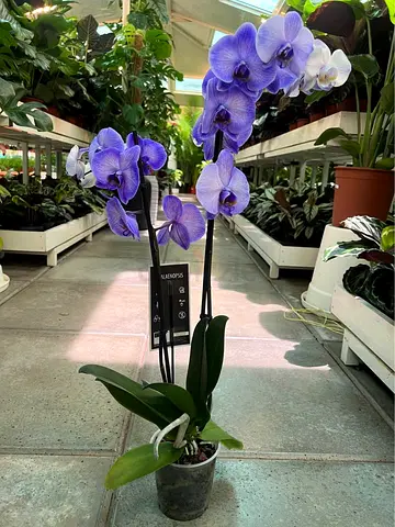 Live Blue Phalaenopsis Orchid - Healthy Potted Flower