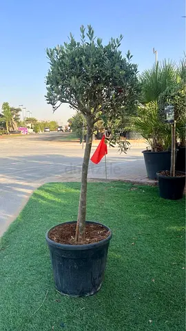 Live Potted Olive Tree on Trunk - Ready for Garden or Patio