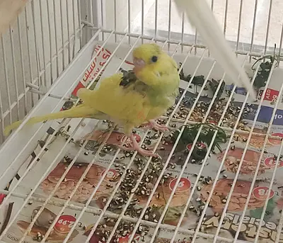 Two Young yellow budgie/parakeet looking for a new home