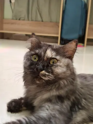 Hi I am Nala looking for a new loving home.