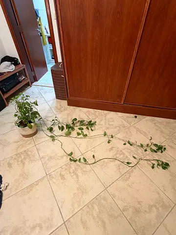 Large Golden Pothos