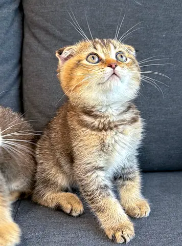 Pure Scottish Fold Ny25 Chinchilla Kitten