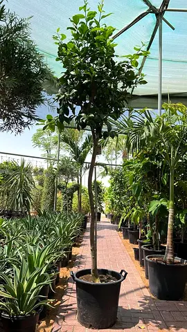 Live Spanish lemon Tree