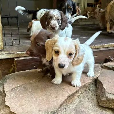 Dachshund puppies