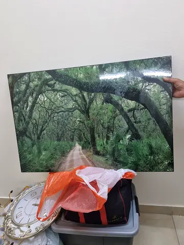 Framed Nature Photo Print - Dense Green Forest Canopy (Good Condition)