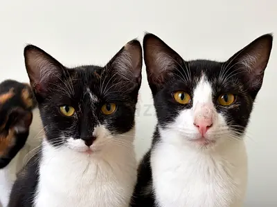 Kittens for free adoption