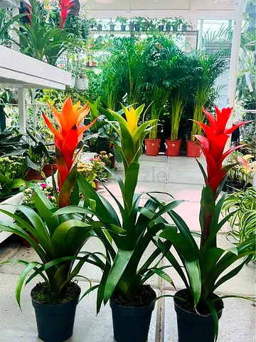 Set of 3 Live Guzmania Bromeliads - Bright Indoor Potted Plants