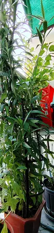 Tall indoor potted Ficus/houseplant - healthy, established