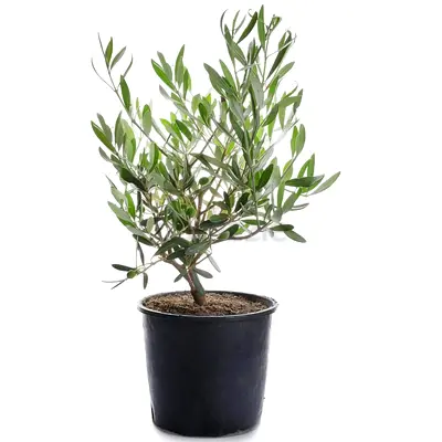 Potted olive tree / small indoor/outdoor plant