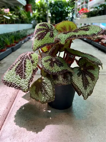 Live Rare Begonia with Textured Leaves - Indoor Plant - From Holland