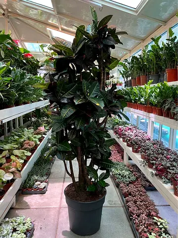 Live Large Indoor Potted Ficus/Houseplant - Healthy, Mature Specimen