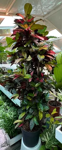 Tall Live Croton Plant (Codiaeum) in Pot - Indoor Plant