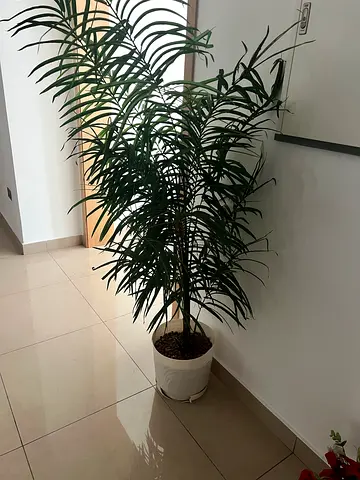 Plastic plant big