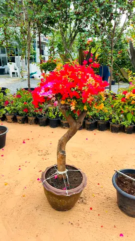 Mature Bougainvillea Tree in Pot - Bright Pink/Red Blooms