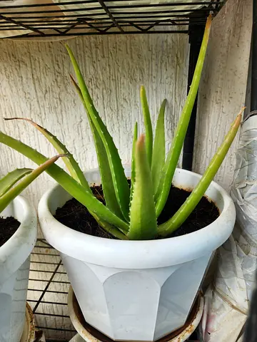 Aloe Vera plant outdoor