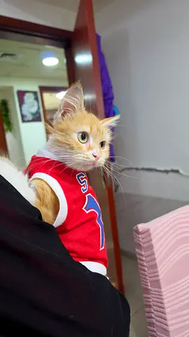 Persian rescued kitten